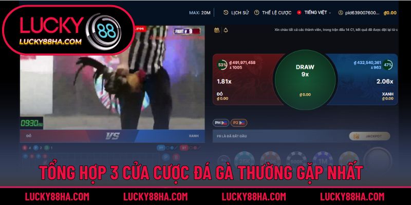 Bật mí các cửa cược đấu chọi chính