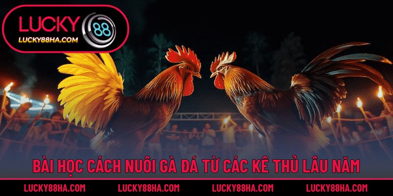 Bài học cách nuôi gà đá từ các kê thủ lâu năm