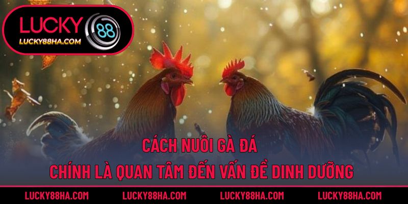 Cách nuôi gà đá chính là quan tâm đến vấn đề dinh dưỡng