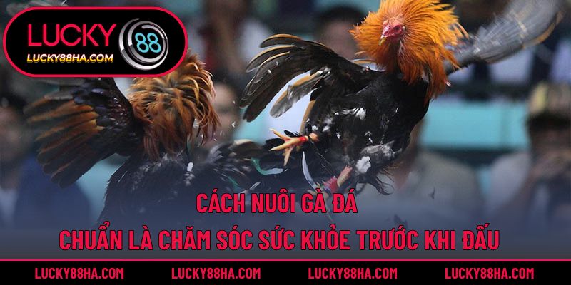 Cách nuôi gà đá chuẩn là chăm sóc sức khỏe trước khi đấu