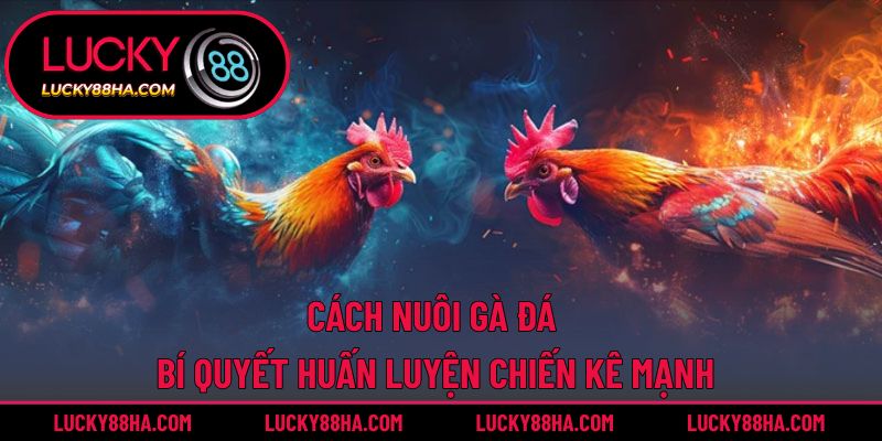 Cách Nuôi Gà Đá – Bí Quyết Huấn Luyện Chiến Kê Mạnh