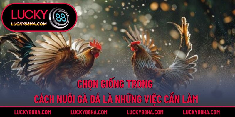 Chọn giống trong cách nuôi gà đá là những việc cần làm