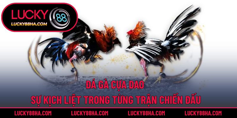 Đá Gà Cựa Dao – Sự Kịch Liệt Trong Từng Trận Chiến Đấu