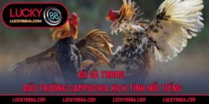 Đá gà Thomo – Đấu Trường Campuchia Kịch Tính Nổi Tiếng