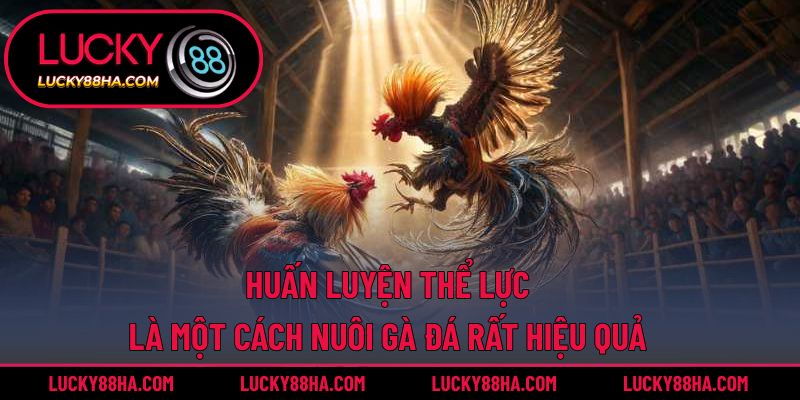 Huấn luyện thể lực là một cách nuôi gà đá rất hiệu quả