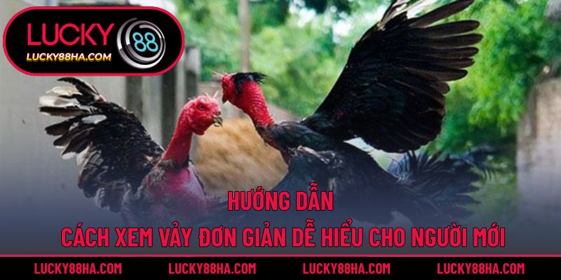 Hướng dẫn cách xem vảy đơn giản dễ hiểu cho người mới
