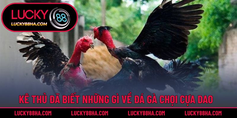 Kê thủ đã biết những gì về đá gà chọi cựa dao