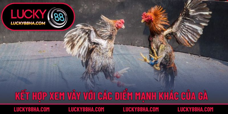 Kết hợp xem vảy với các điểm mạnh khác của gà