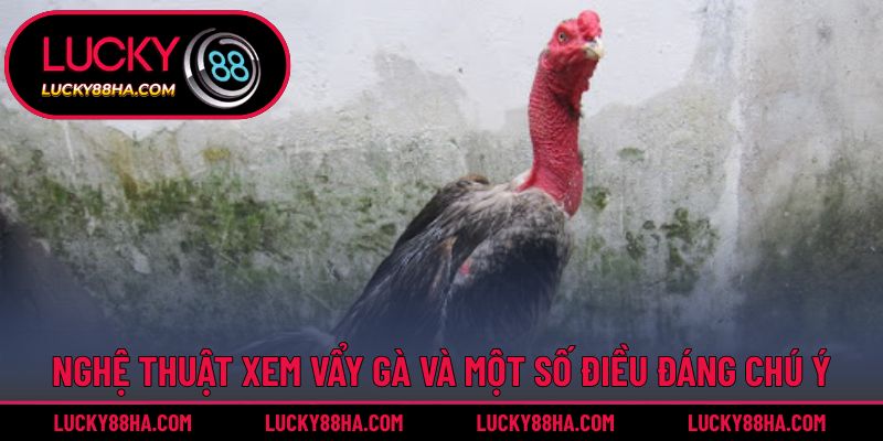 Nghệ thuật xem vẩy gà và một số điều đáng chú ý