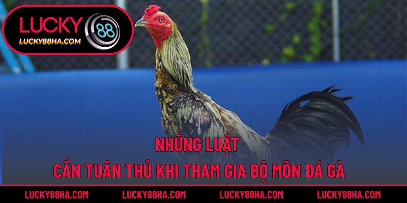 Những luật cần tuân thủ khi tham gia bộ môn đá gà