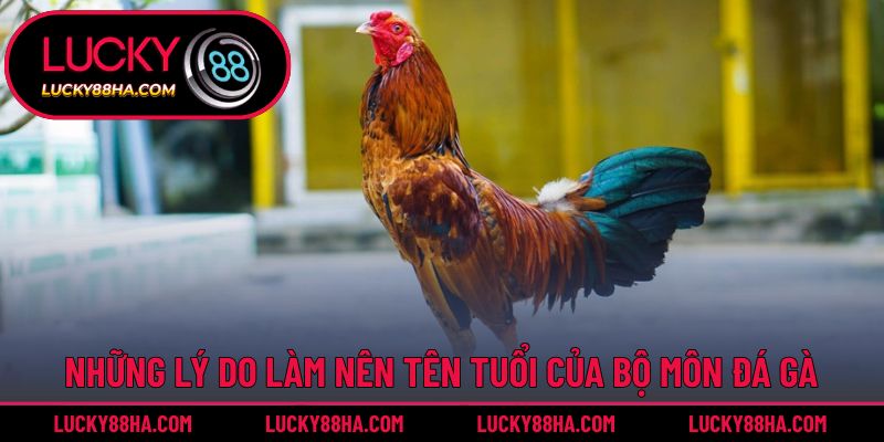 Những lý do làm nên tên tuổi của bộ môn đá gà