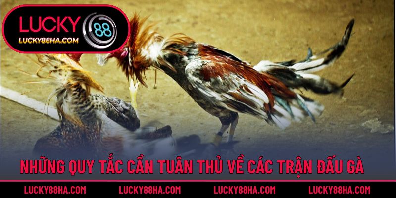 Những quy tắc cần tuân thủ về các trận đấu gà