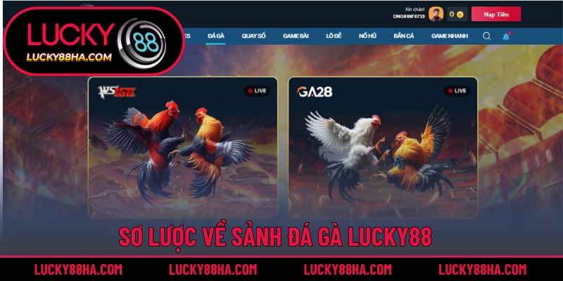 Tổng quan chung về đá gà Lucky88