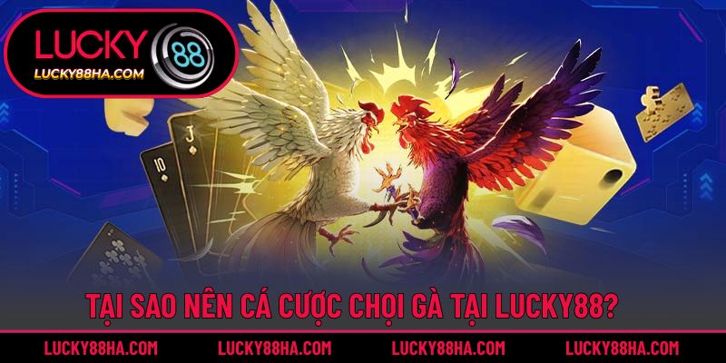 Lý do nhiều người thích cược chọi gà ở nhà cái