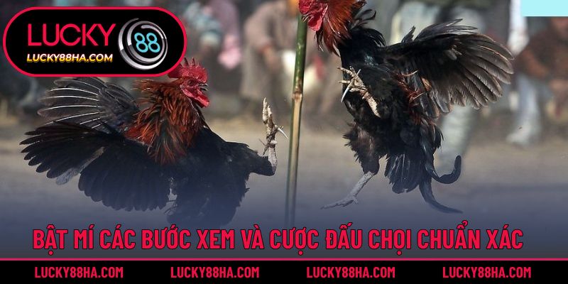 Hướng dẫn quy trình xem và cược chọi gà